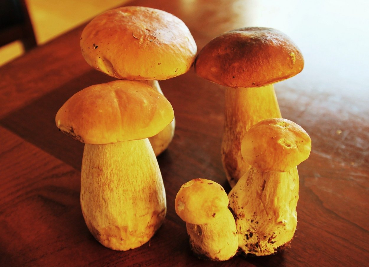Боровик жёлтый (Boletus junquilleus)