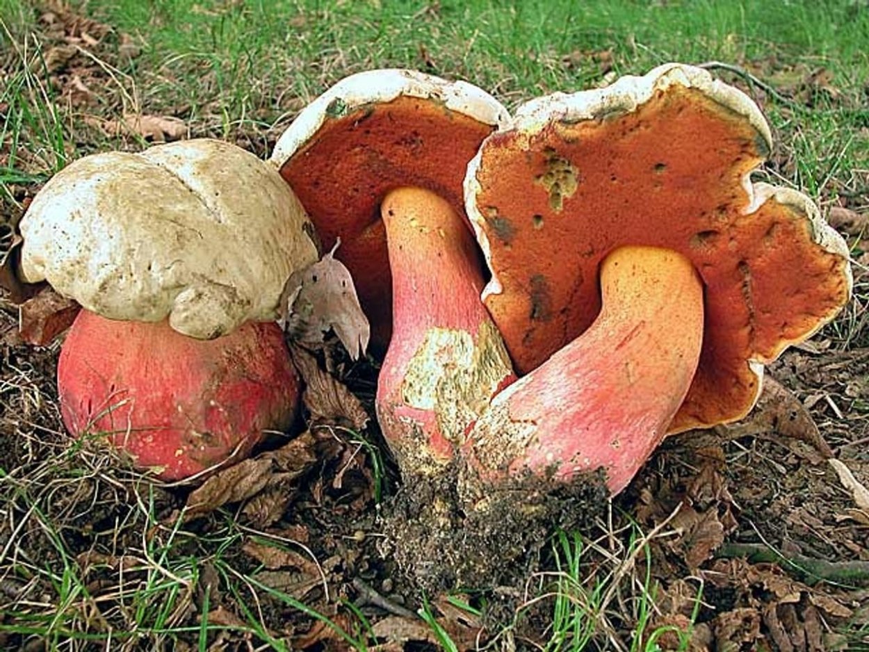 Гриб поддубовик сатанинский