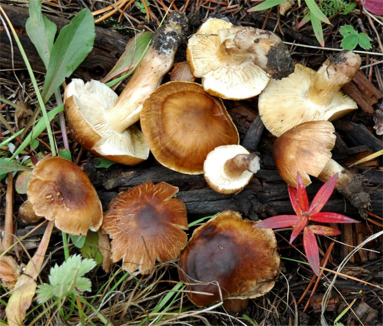 Млечник ароматный