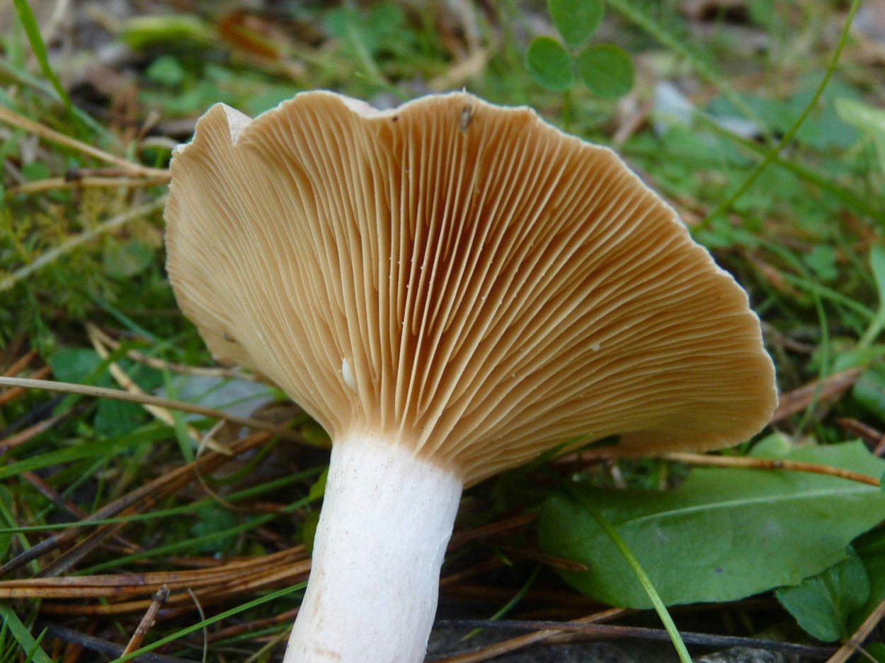 Млечник неедкий Lactarius mitissimus