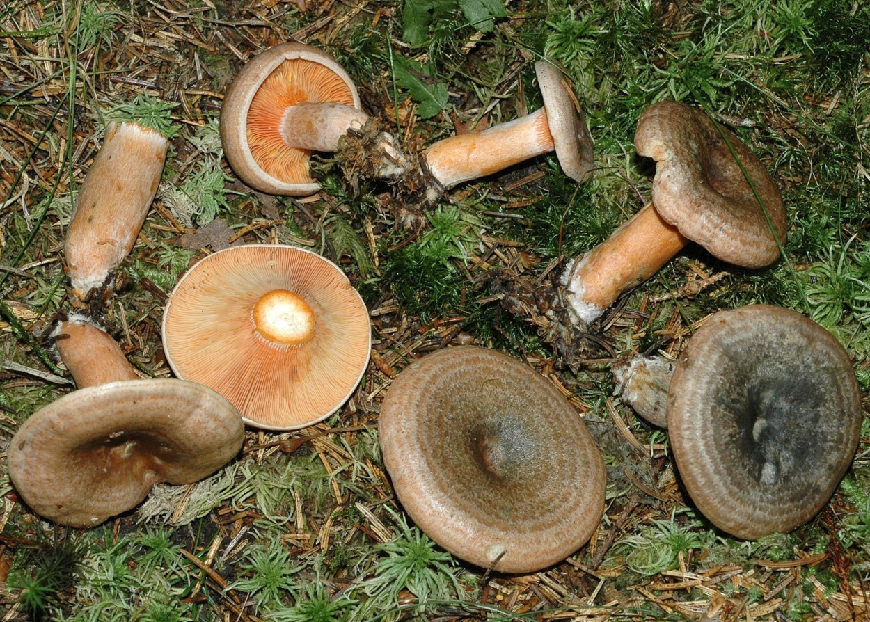 Млечник дубовый Lactarius Quietus съедобный?