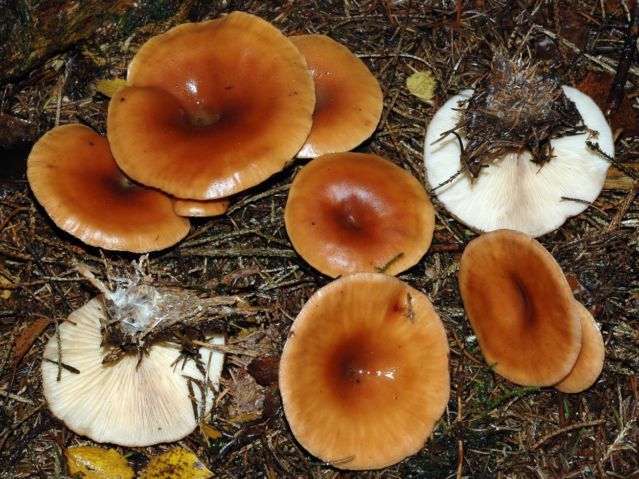 Млечник дубовый Lactarius Quietus