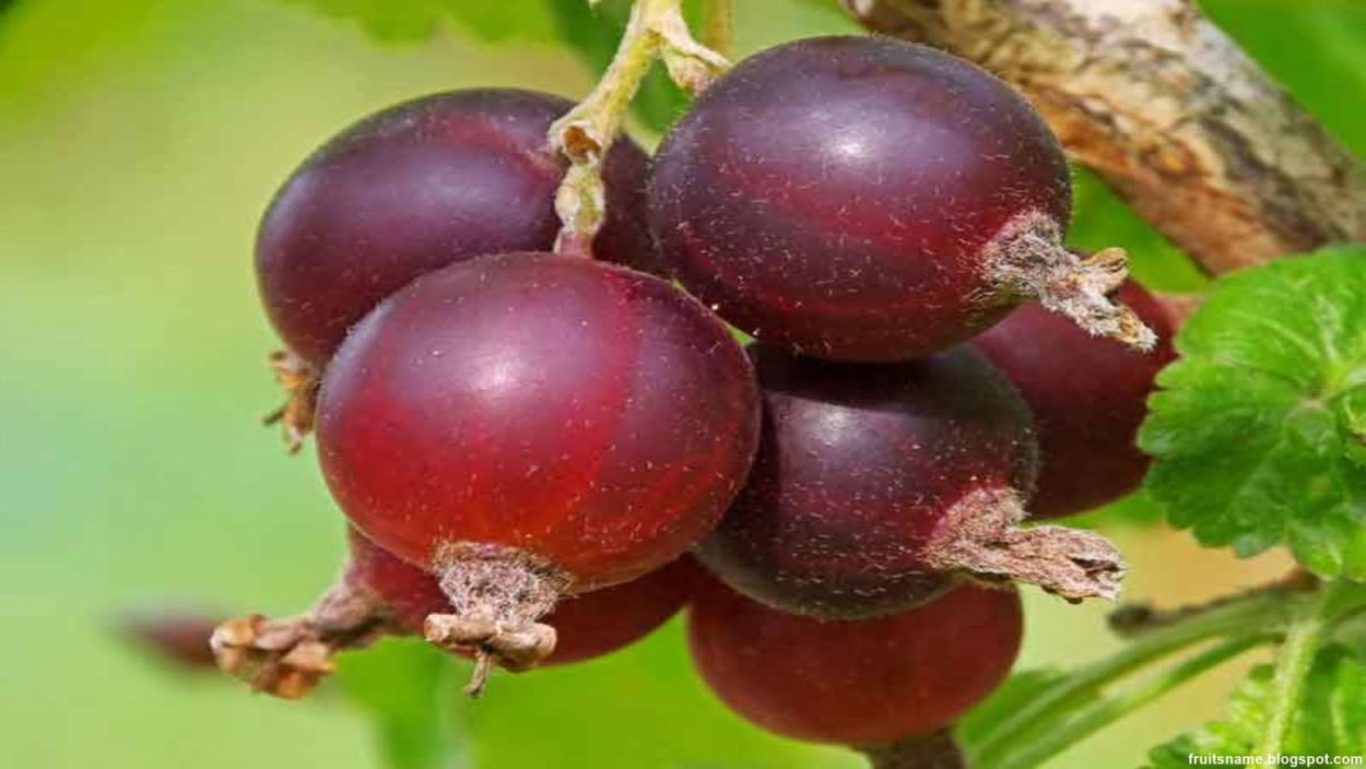 Йошта Jostaberry