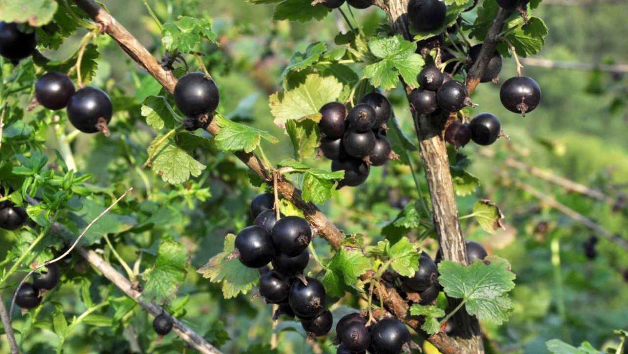 Крондаль и йошта