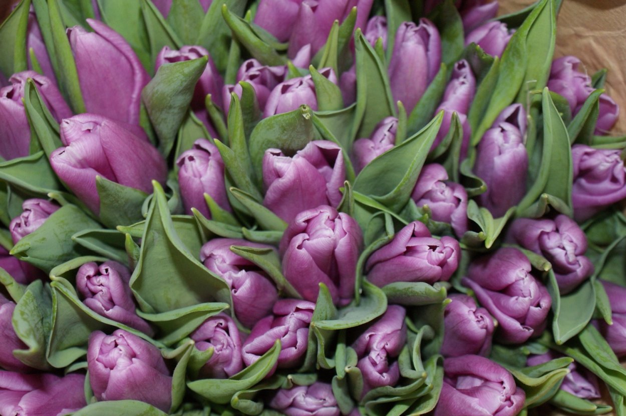 Тюльпаны букет фон