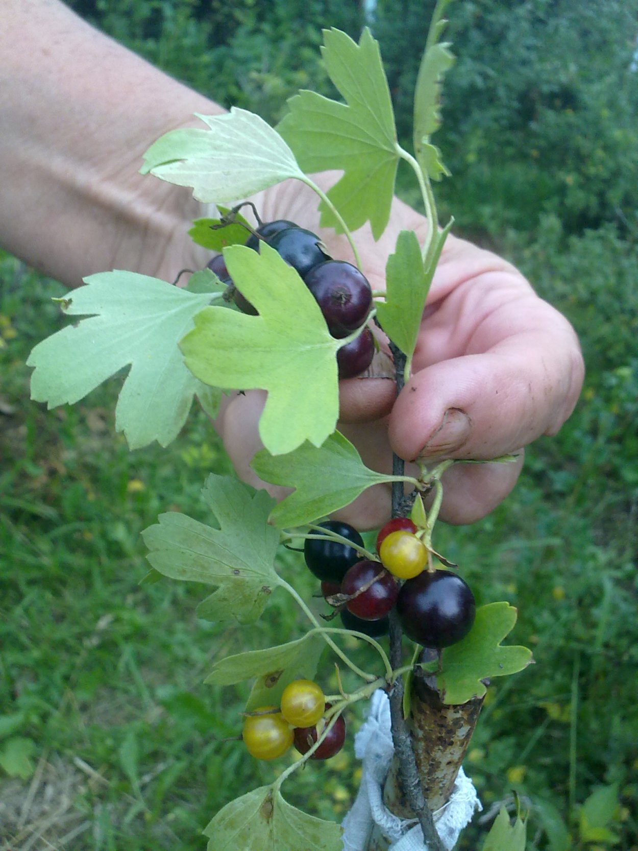 Йошта листья