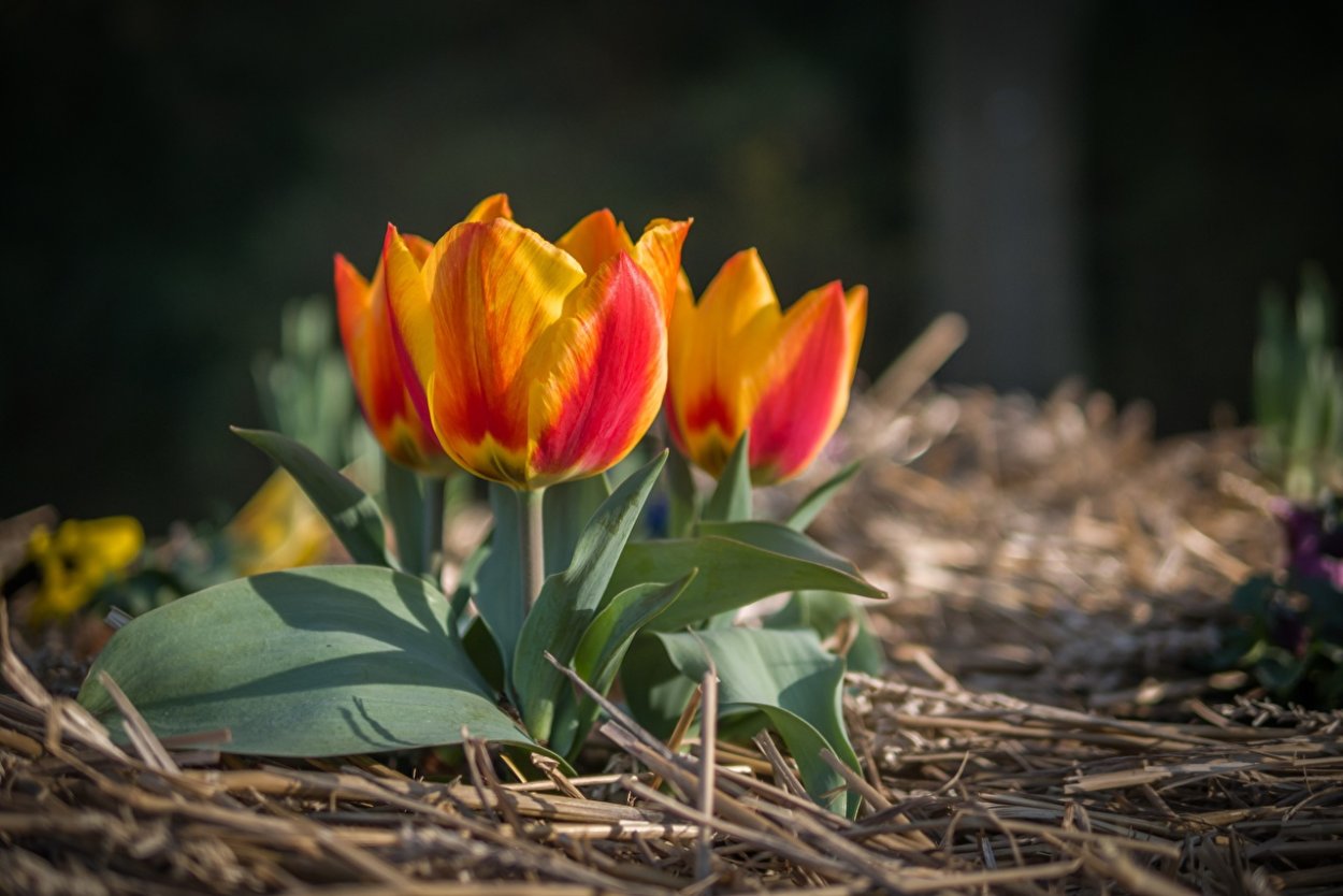 Тюльпан vedi Napoli