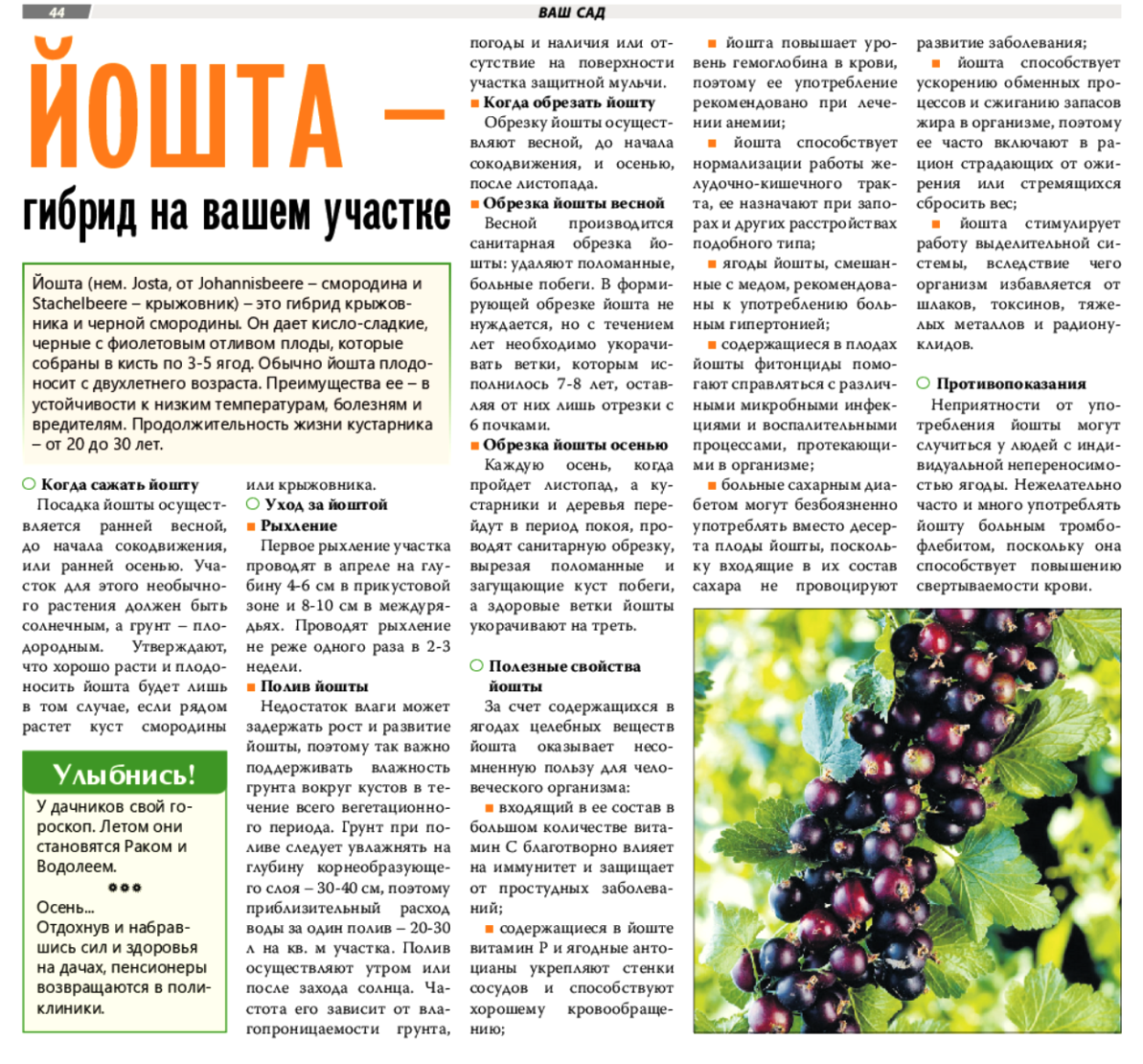 Обрезка йошты схема