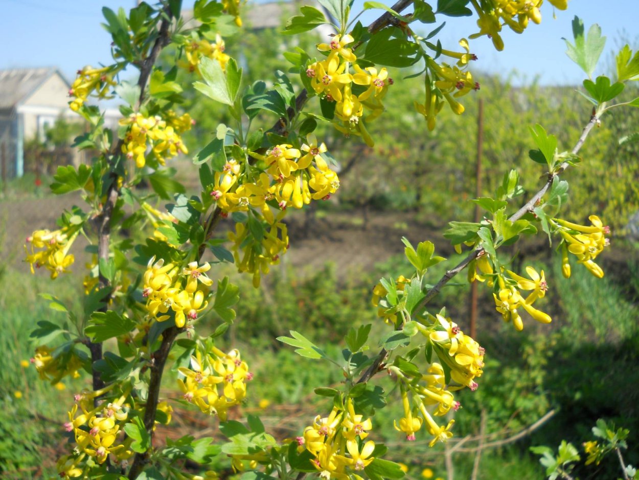 Йошта цветение