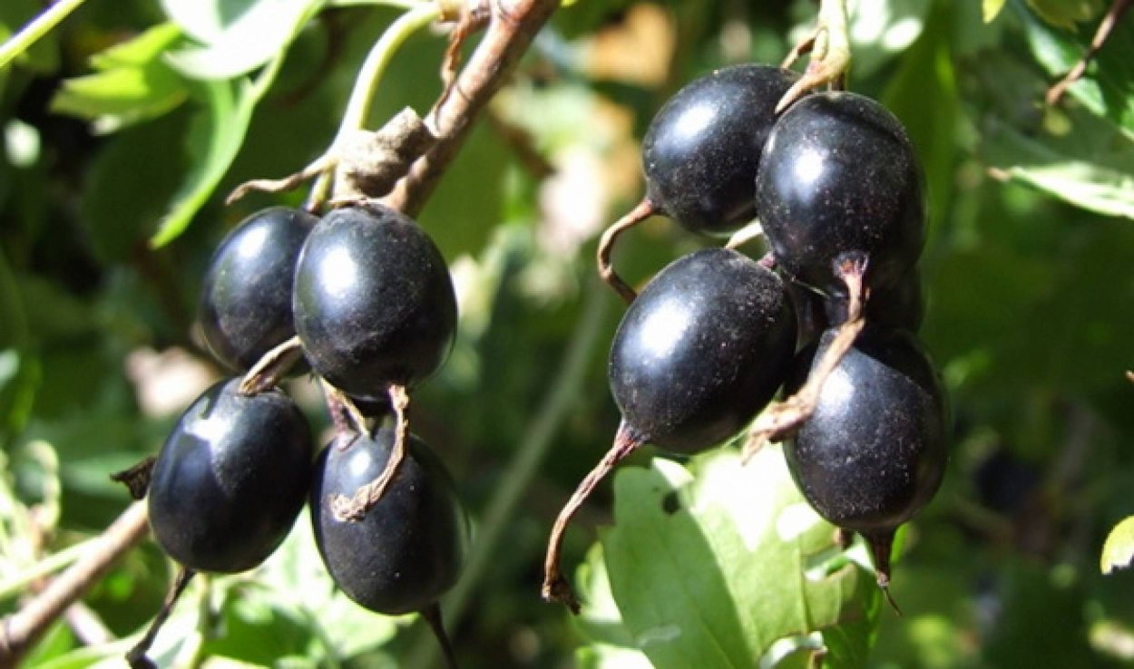 Каренда ягода Алтая