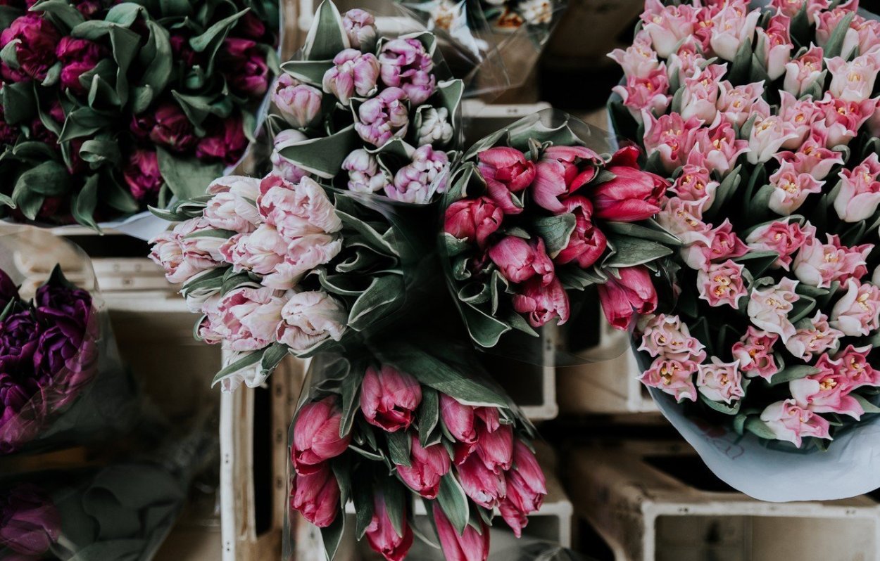 Тюльпан Albatros