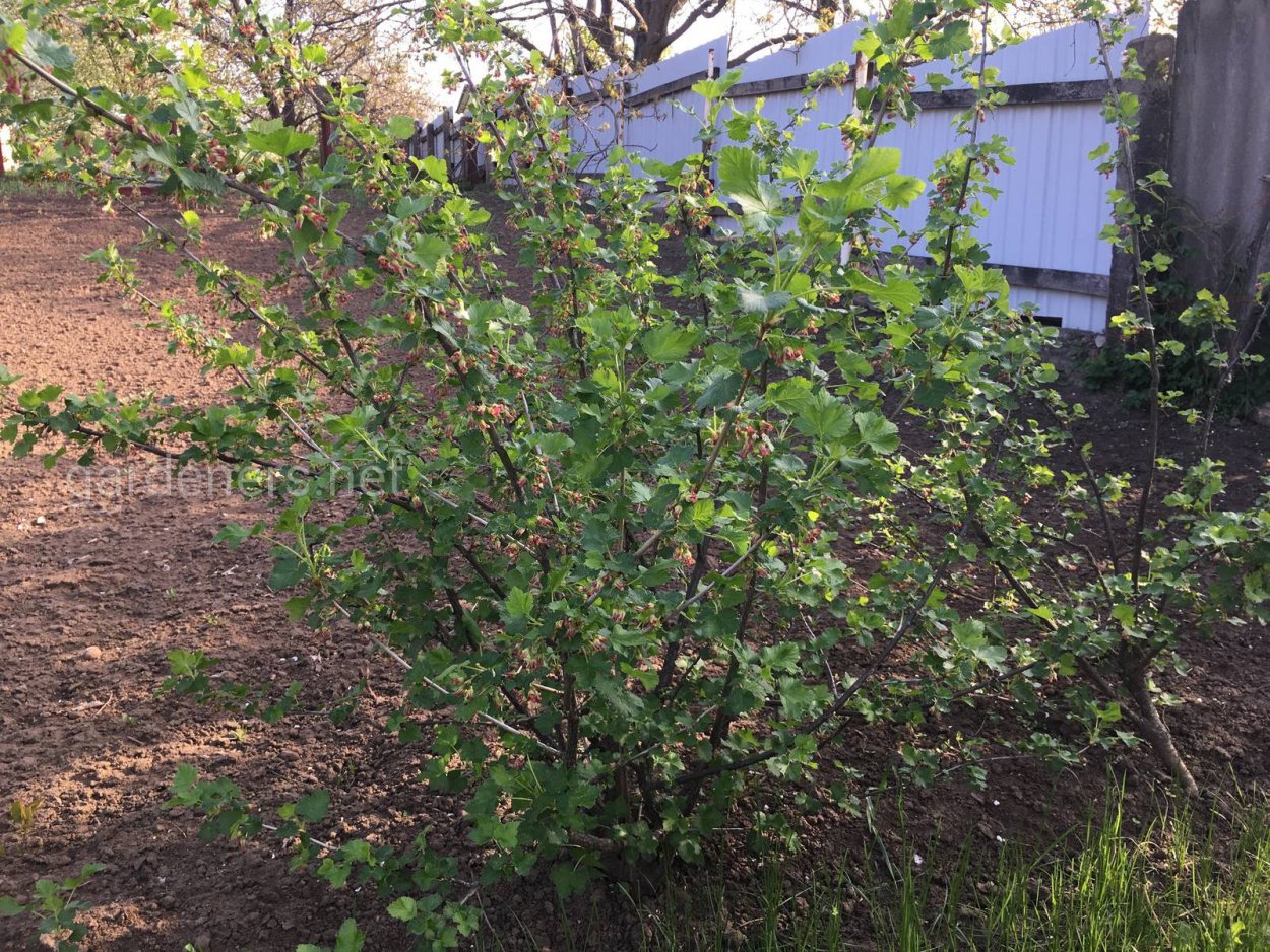 Йошта пузыреплодник