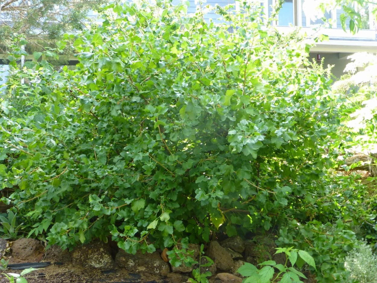 Смородина черная шаровидная