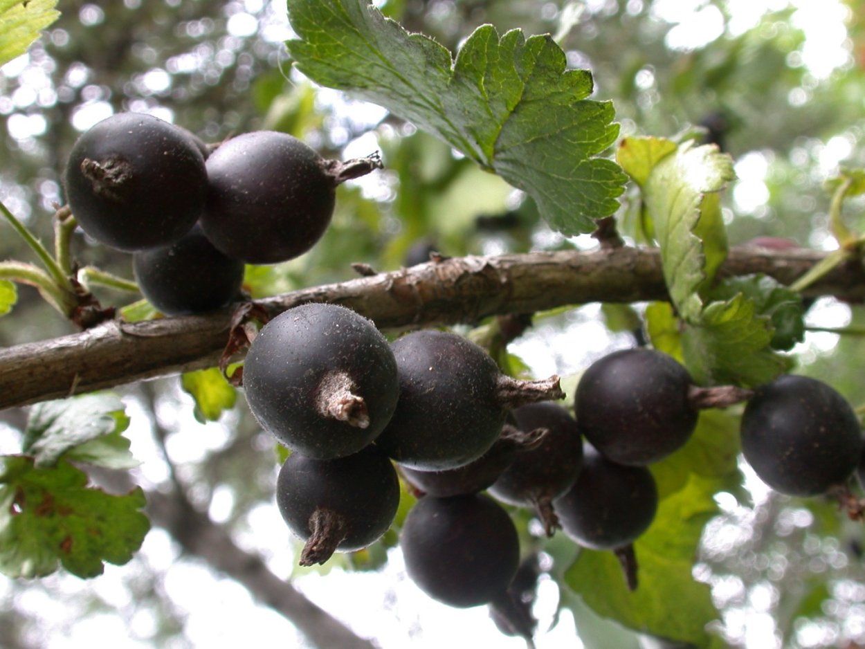 Йошта Йостин