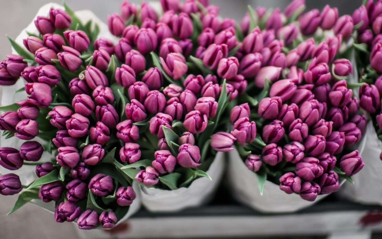 Тюльпан бахромчатый Йеллоу Валери