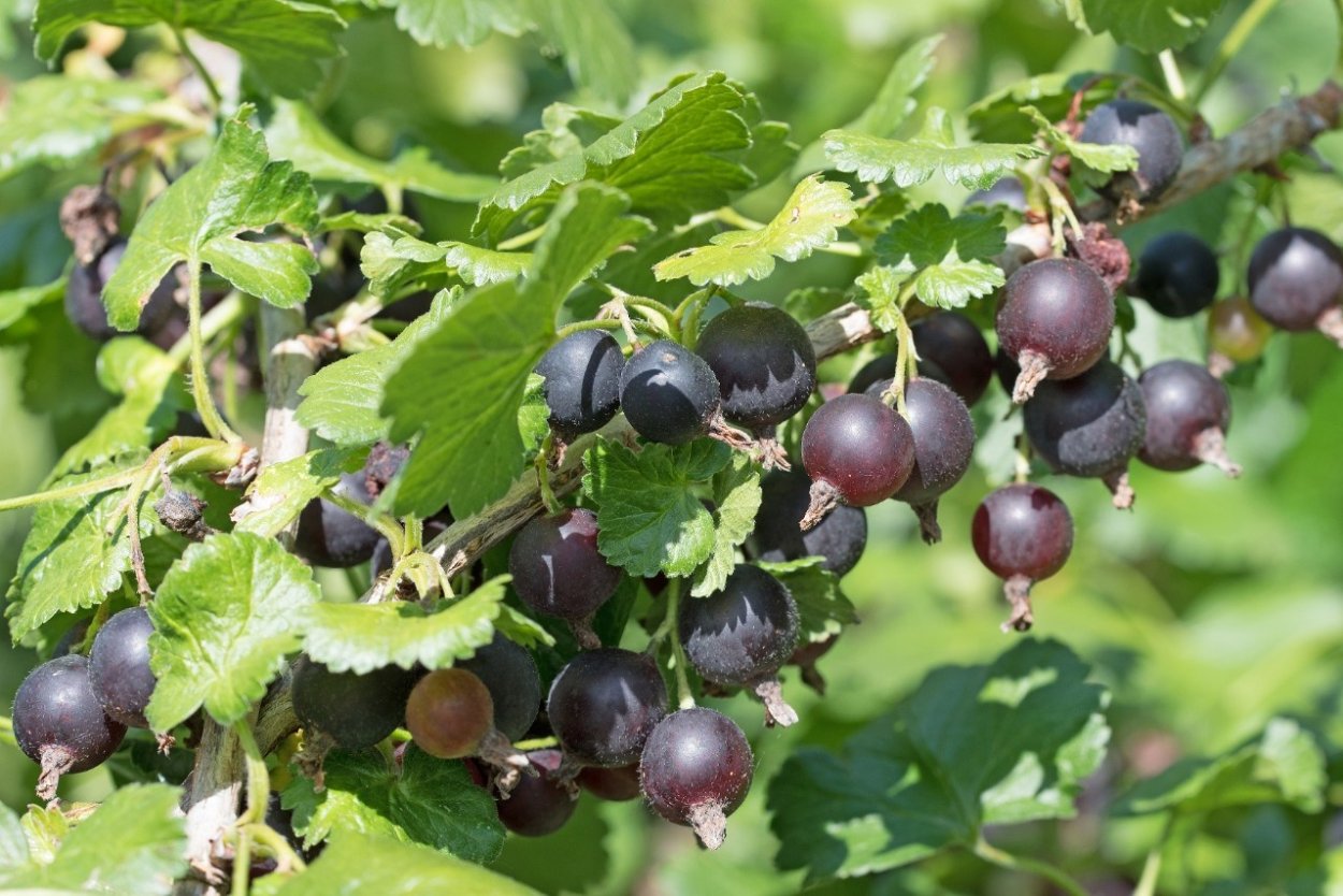 Смородина золотистая черная Жемчужина