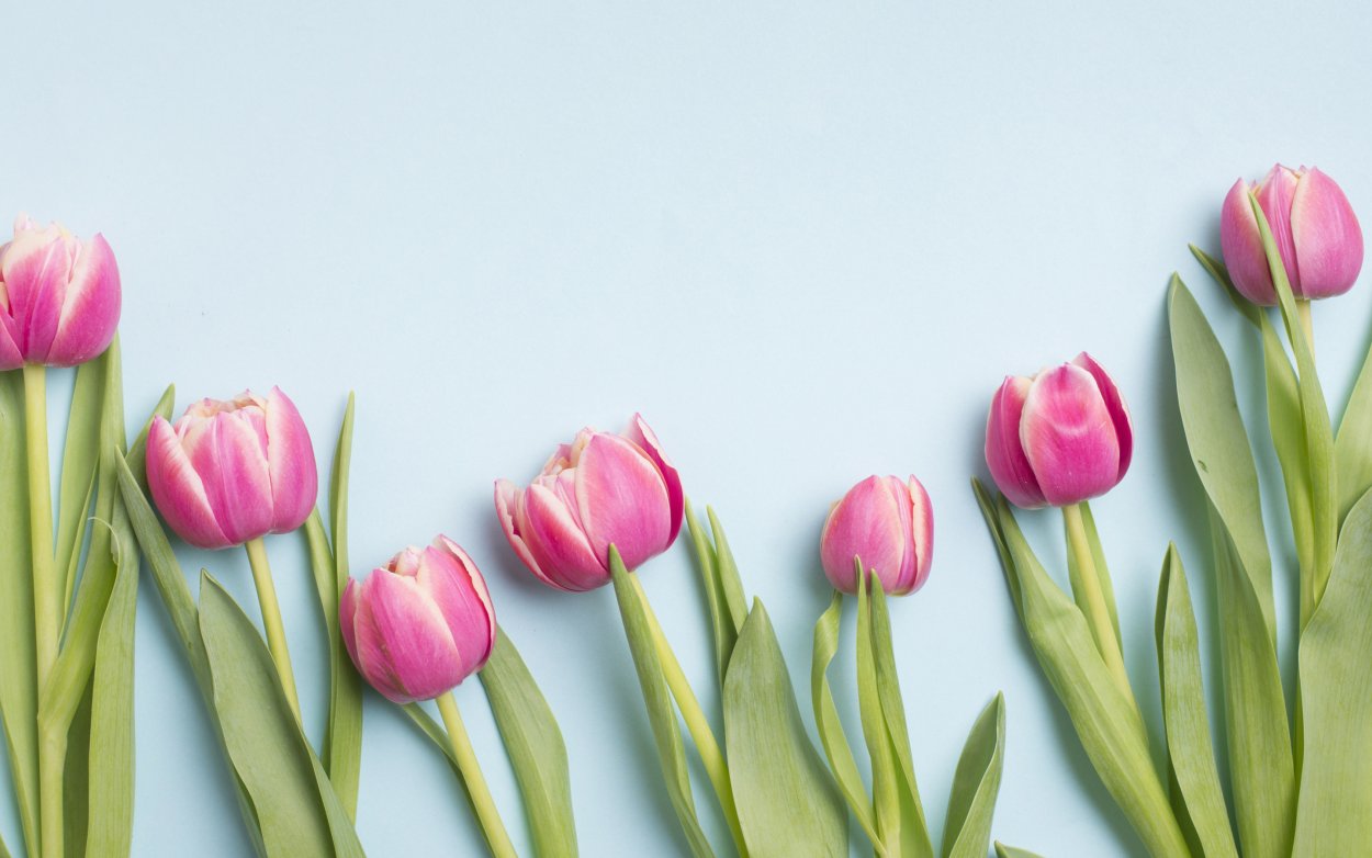 Нежно розовые тюльпаны букет