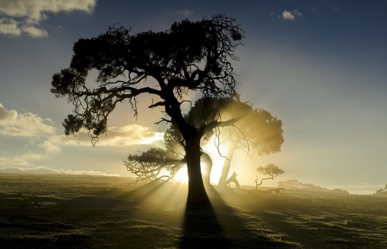 Кривое дерево