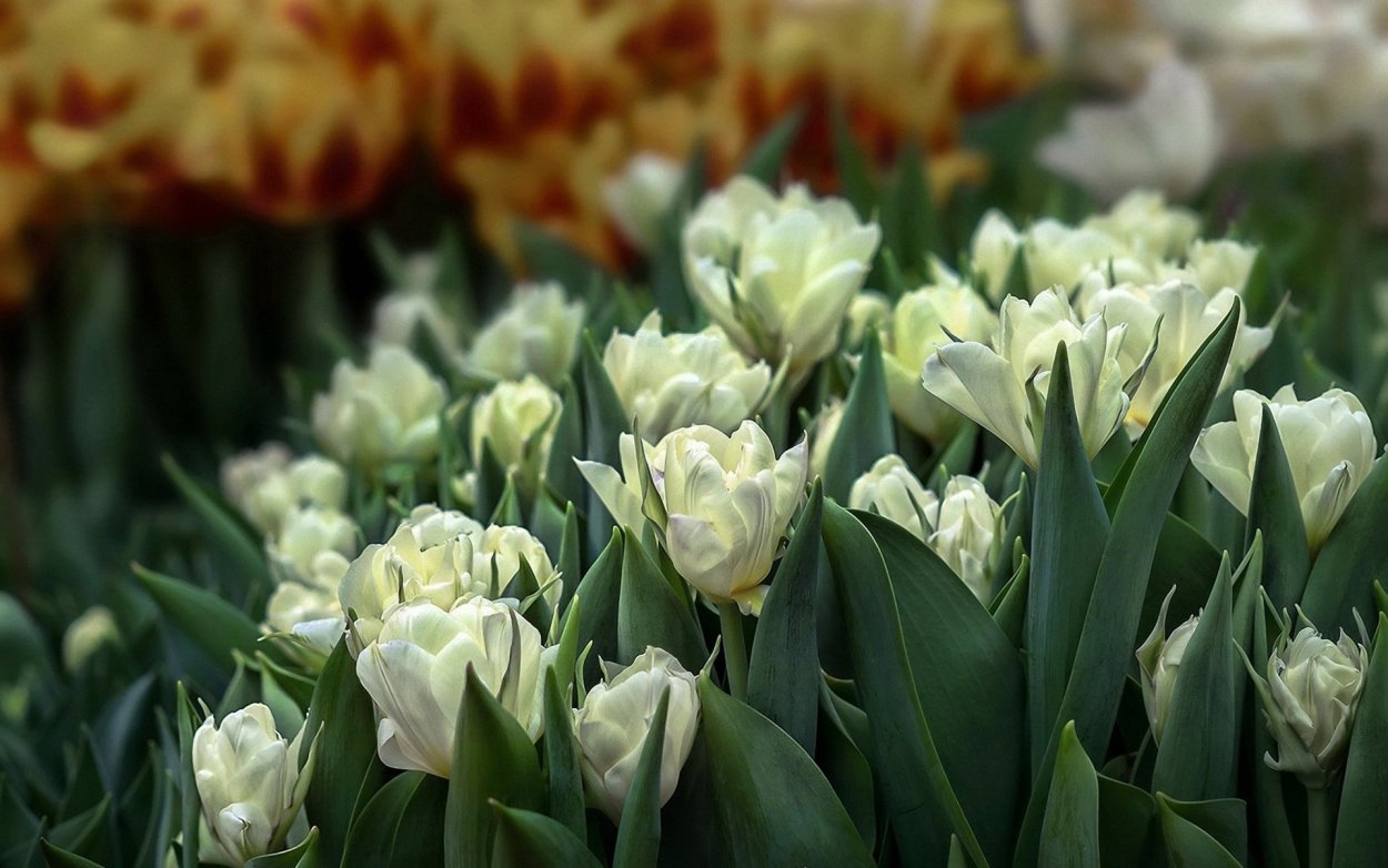 Тюльпан Palmira