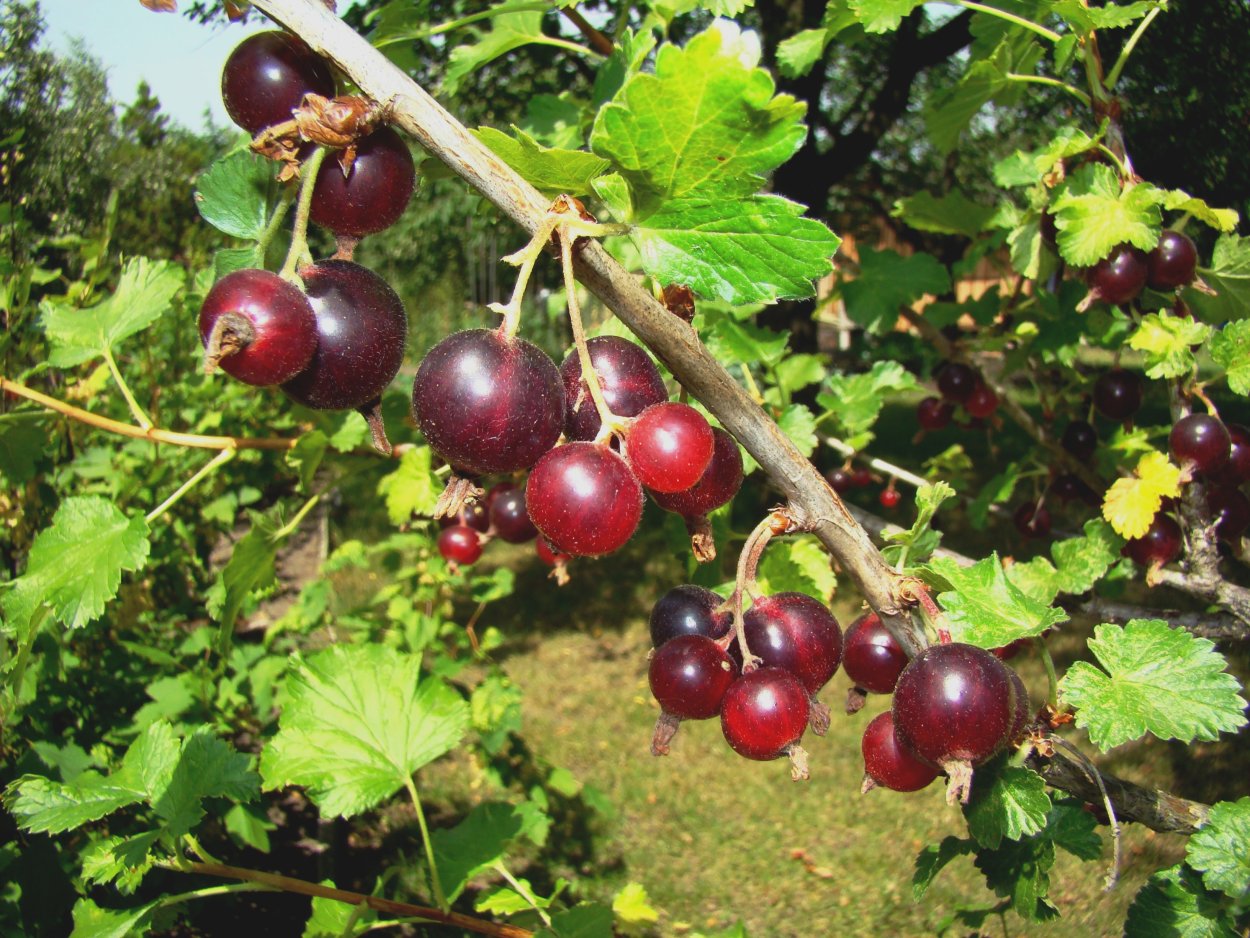 Золотистая смородина и йошта