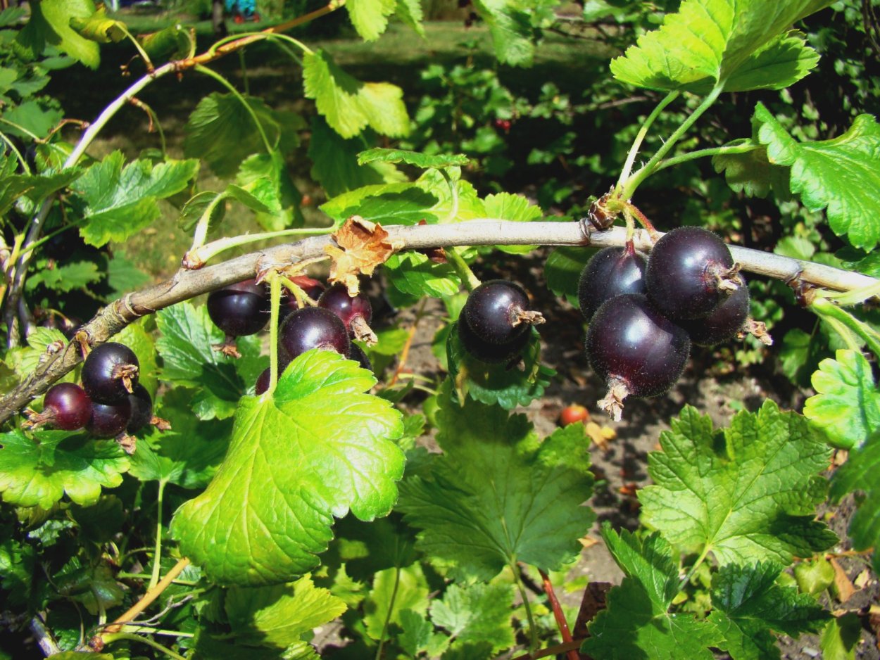 Йошта гибрид крыжовника