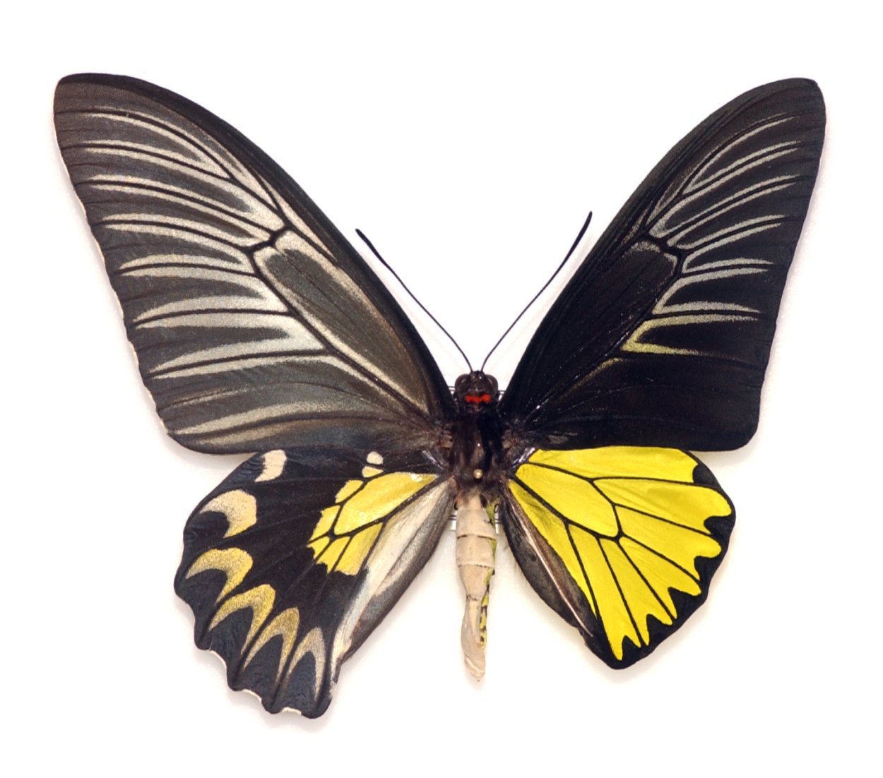 Билатеральный гинандроморфизм