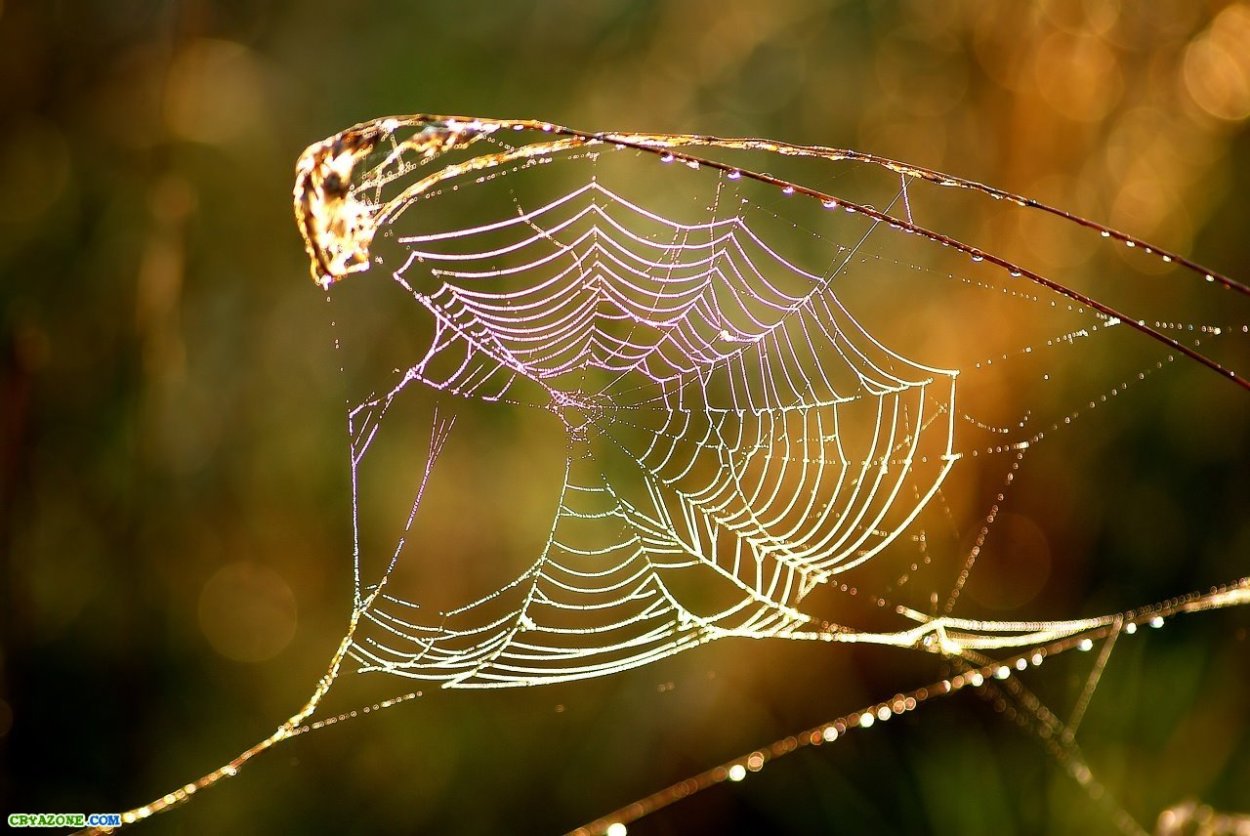 Бабочка паутинкой