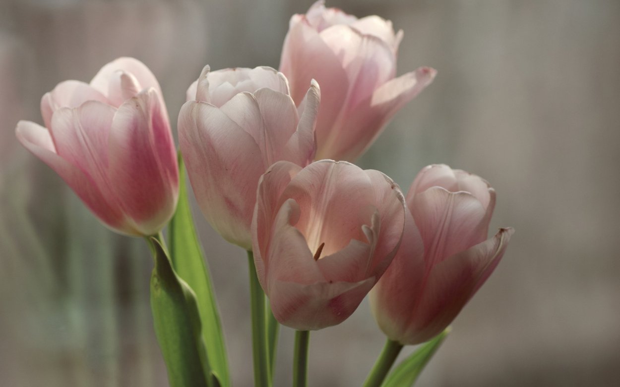 Розовые тюльпаны Эстетика