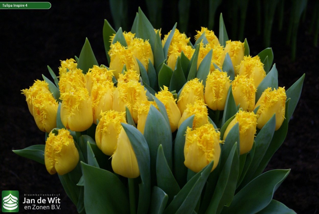 Букет тюльпанов