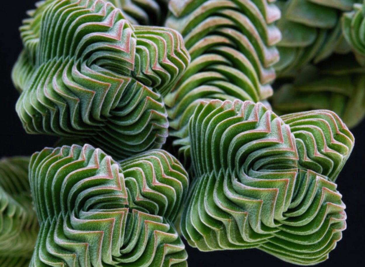 Крассула Будда Темпл