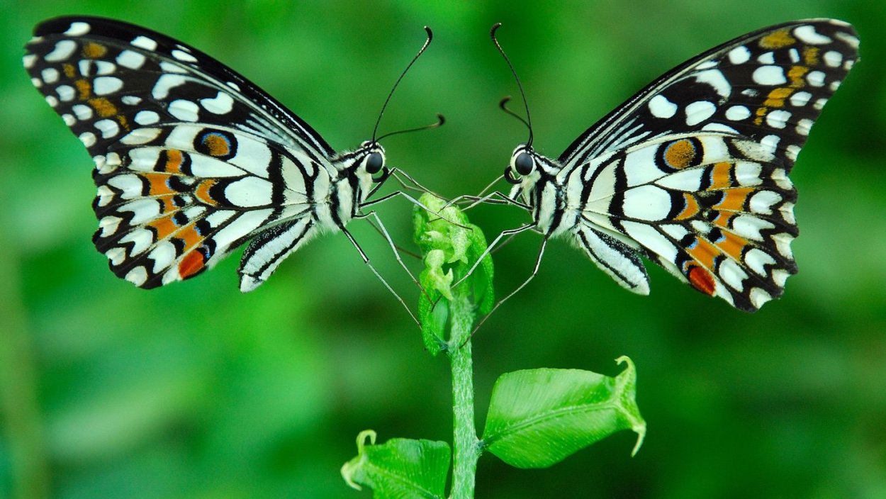 Шашечница Горная