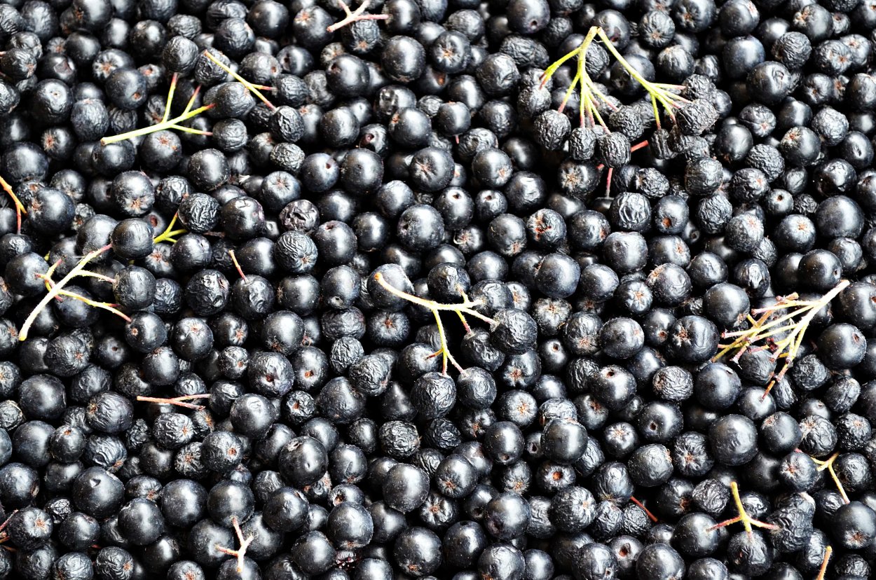 Рябина с черными ягодами