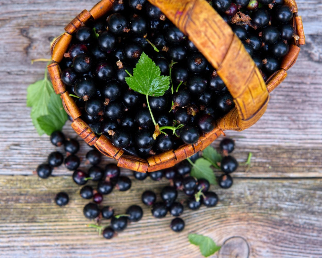 Моченая смородина