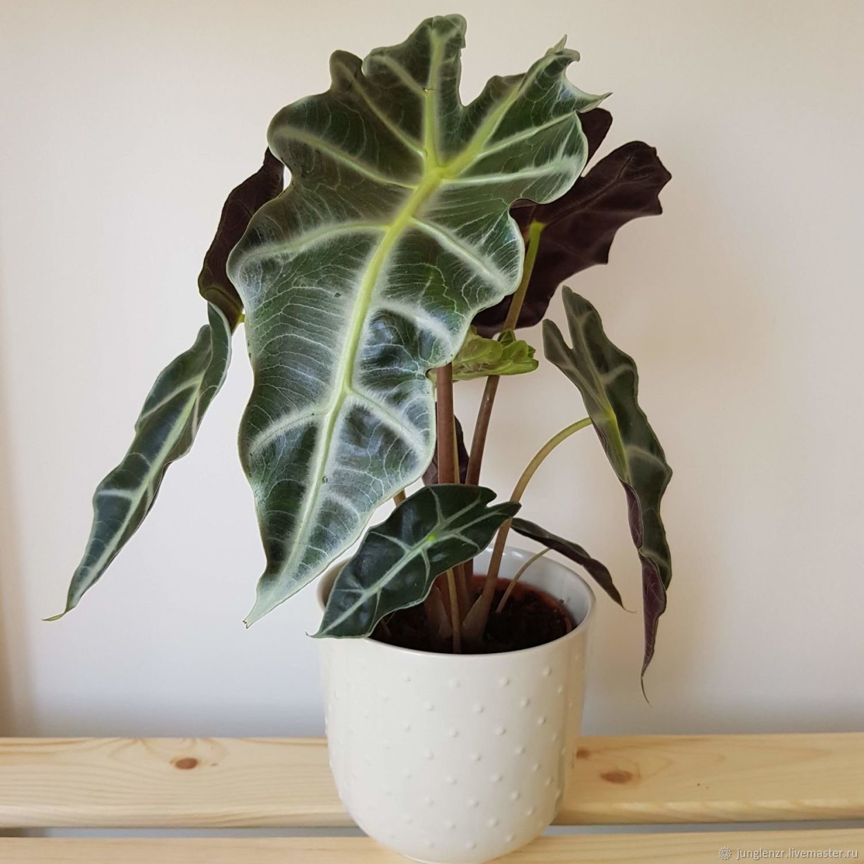 Алоказия Бисма платинум