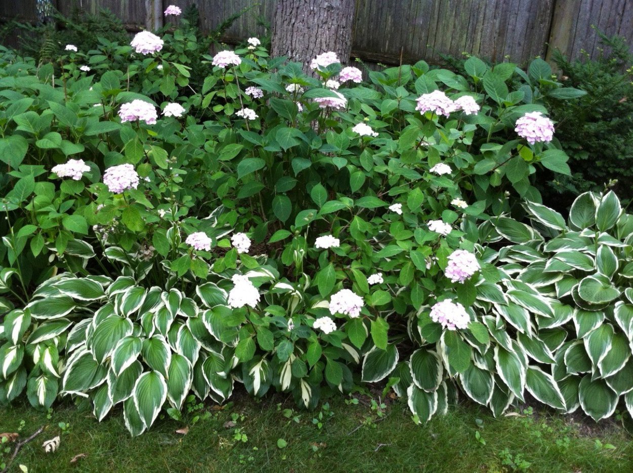 Гортензия дерен Хоста