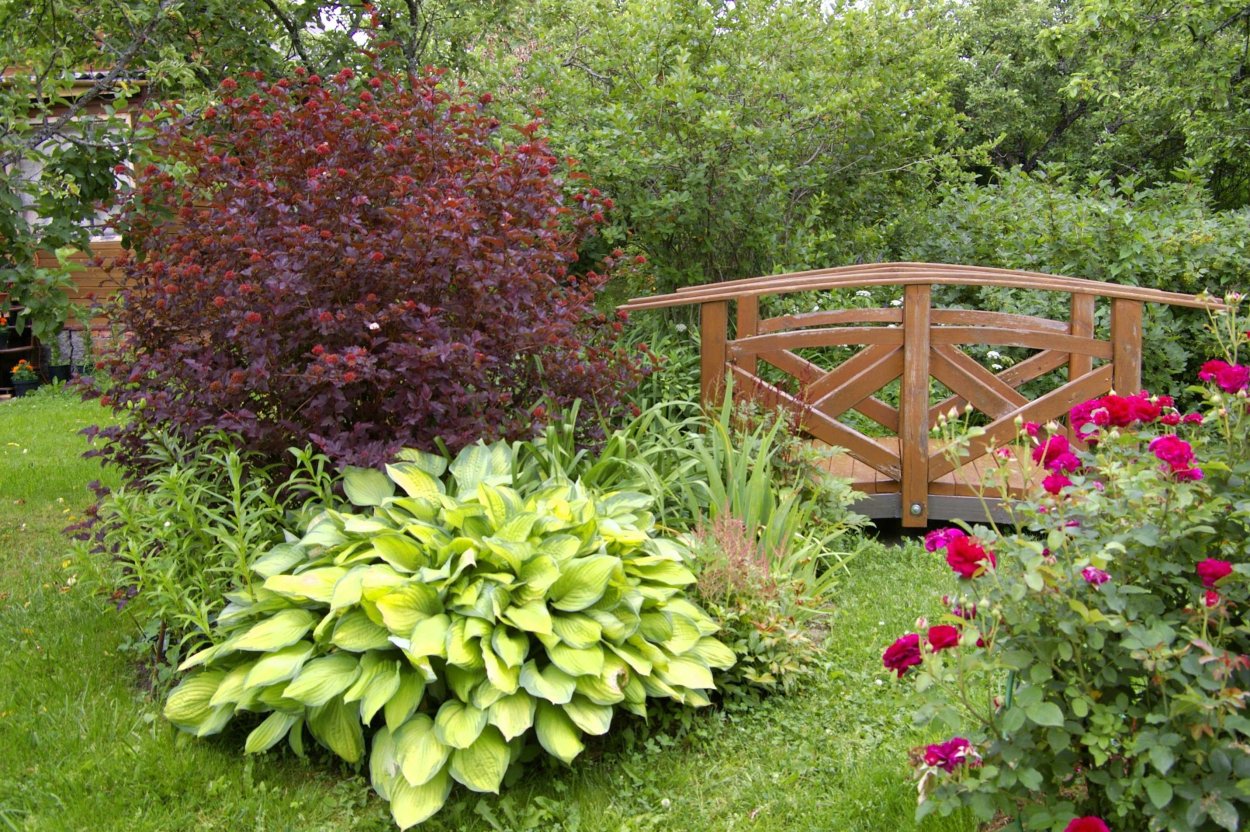 Барбарис, спирея, пузыреплодник