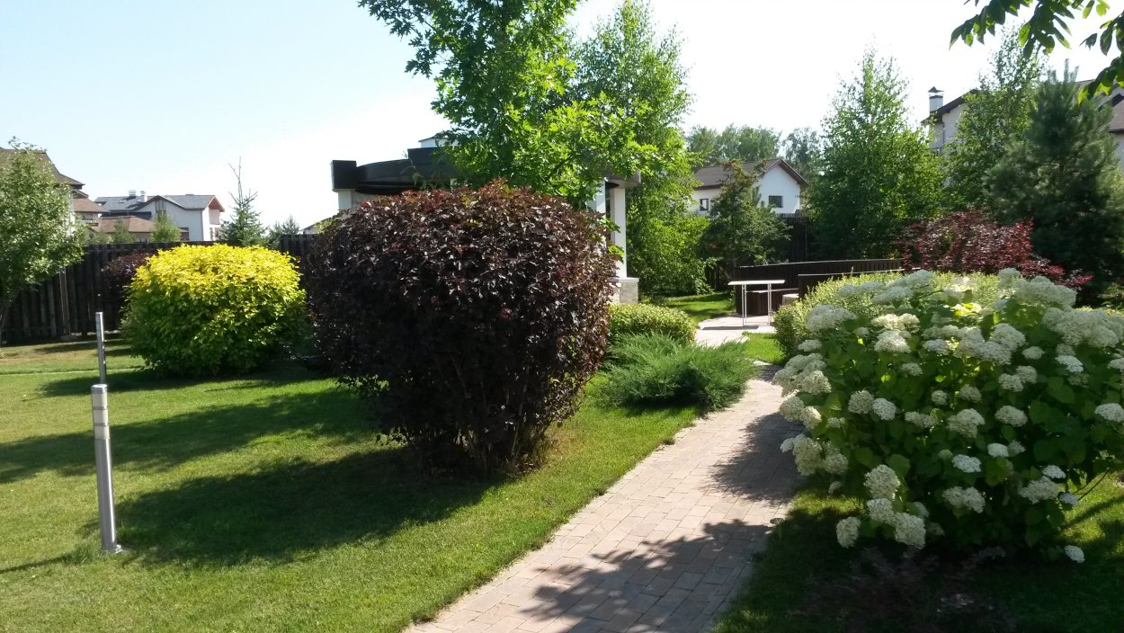 Пузыреплодник и гортензия в ландшафтном