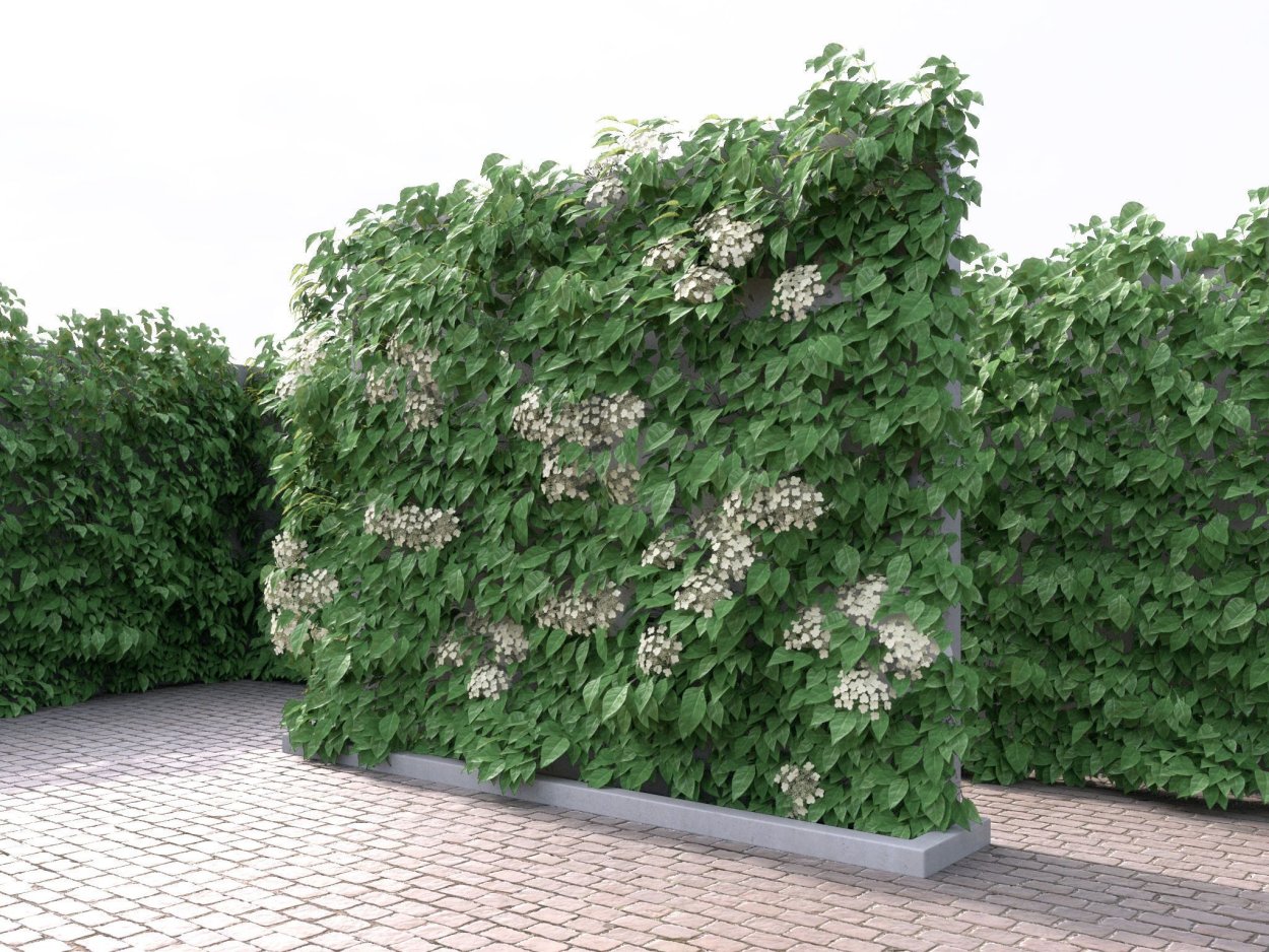 Высокая Живая изгородь быстрорастущая