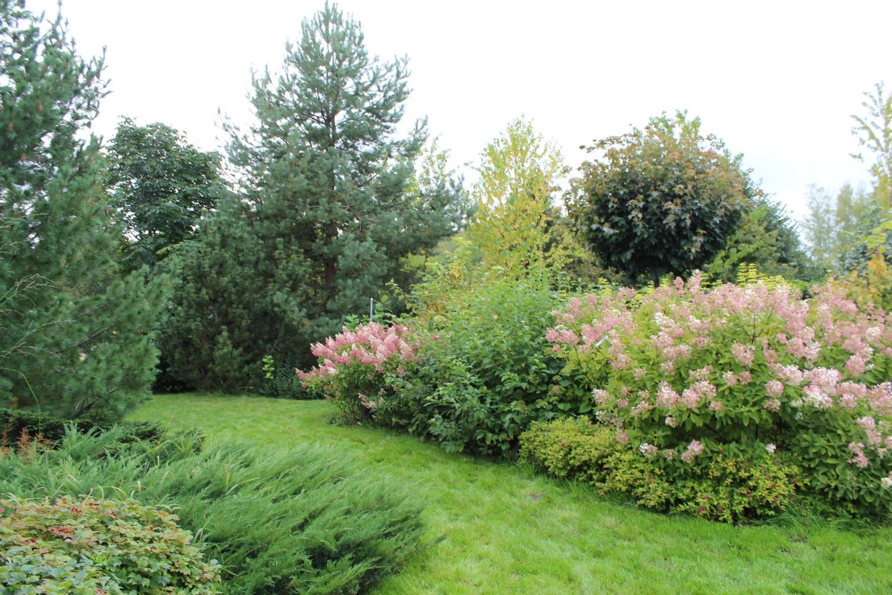 Дерен Элегантиссима с хвойными