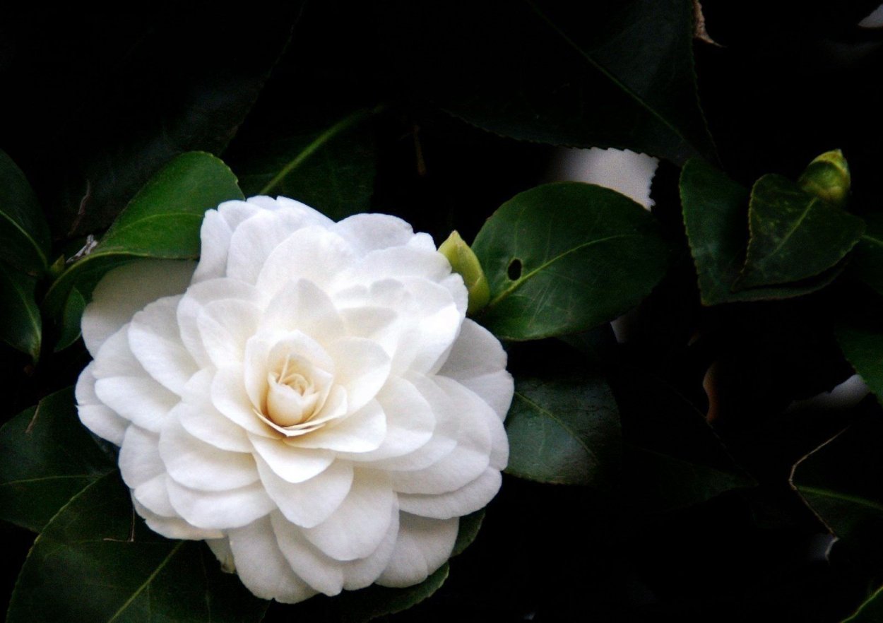 Камелия Кацарска