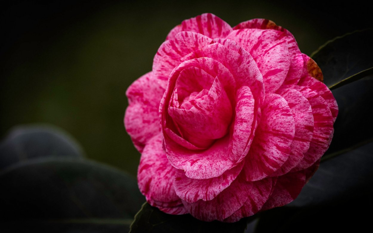 Камелия Харисова в купальнике