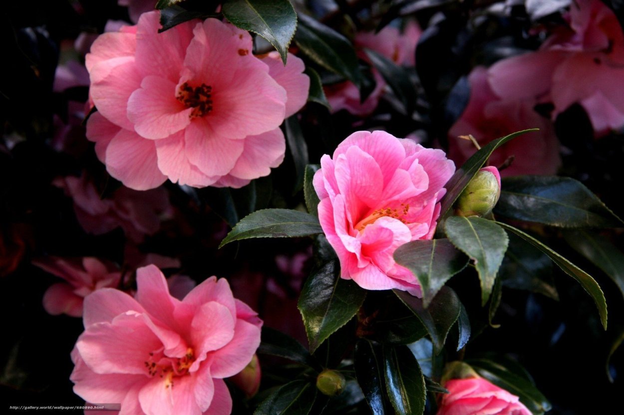 Камелия цветы Калачинск