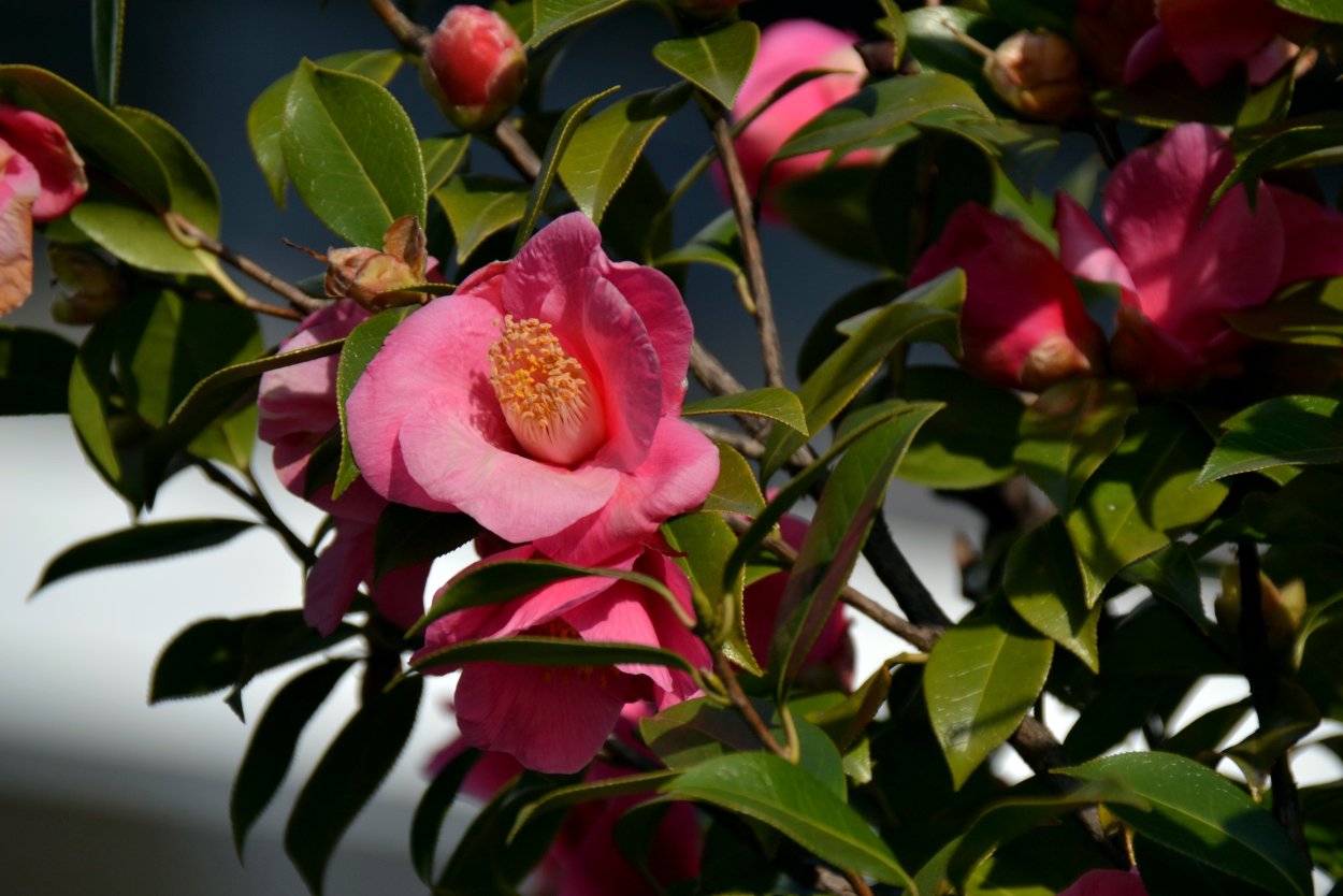 Камелия певица