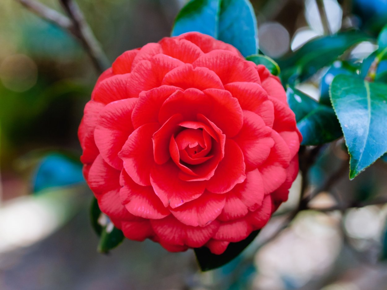 Камелия японская 'elegans'