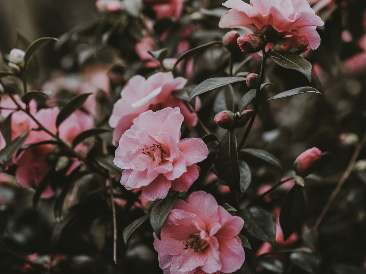 Камелия акварель