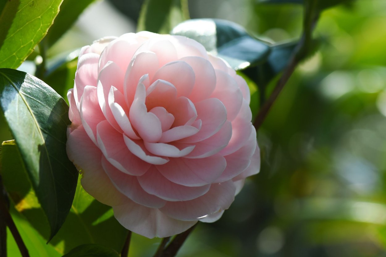 Миддлемист черенок растения