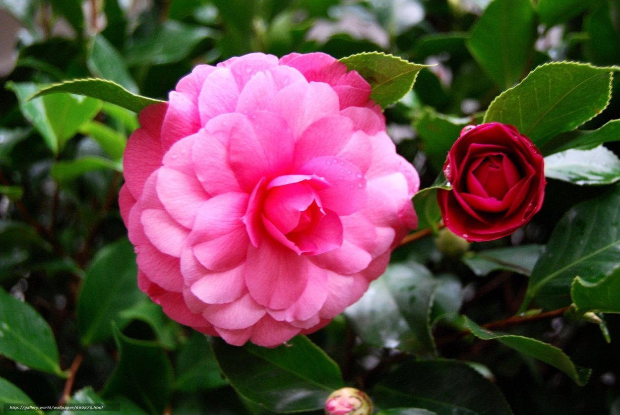 Камелия певица Болгария