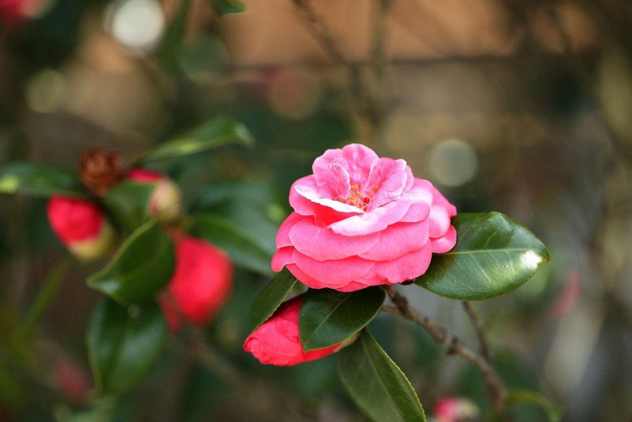 Пион деми Мур