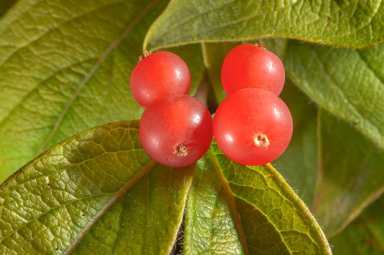 Облепиха Hippophae rhamnoides