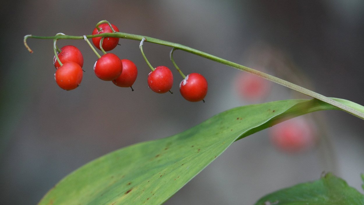 Ландыш Майский ягоды